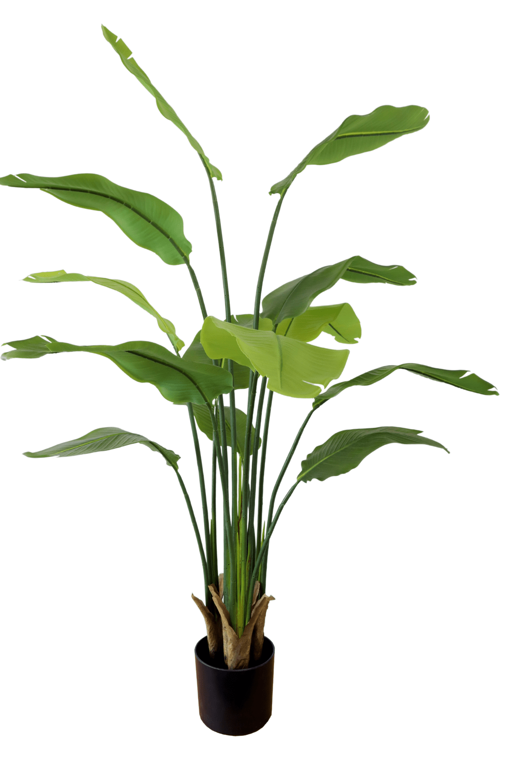 Künstliche Strelitzia Pflanze 160 cm