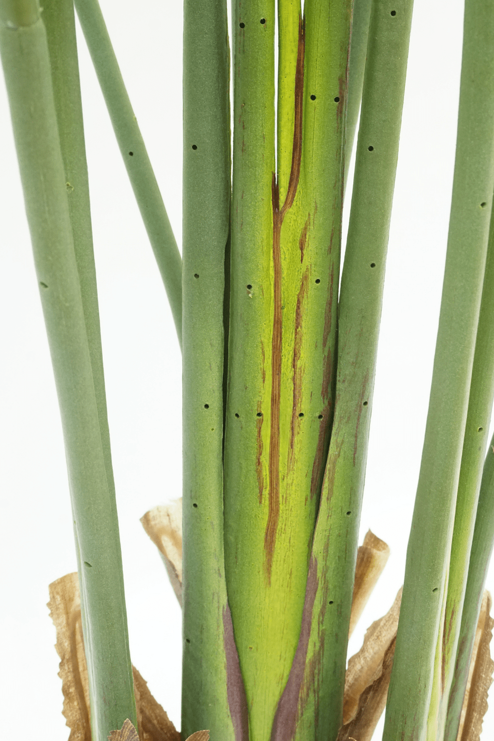 Künstliche Strelitzia Pflanze 160 cm