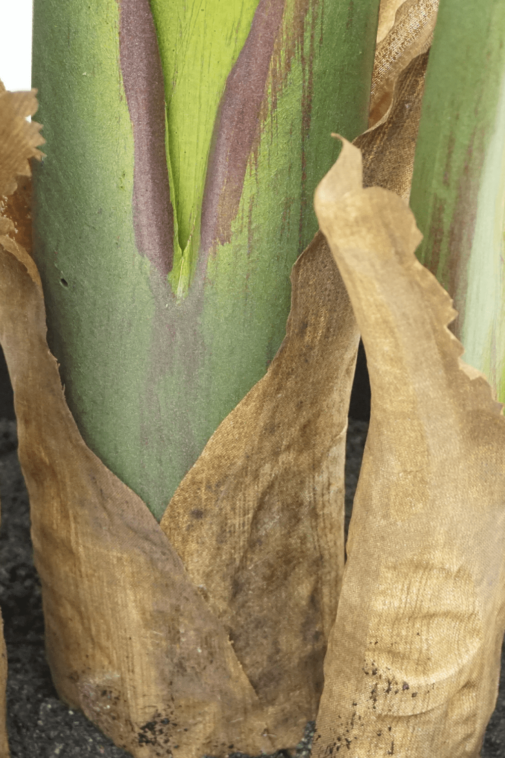 Künstliche Strelitzia Pflanze 160 cm